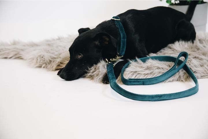 Produktbild Kentucky Dogwear Hundeleine Velvet (L, Hund, Allgemein)