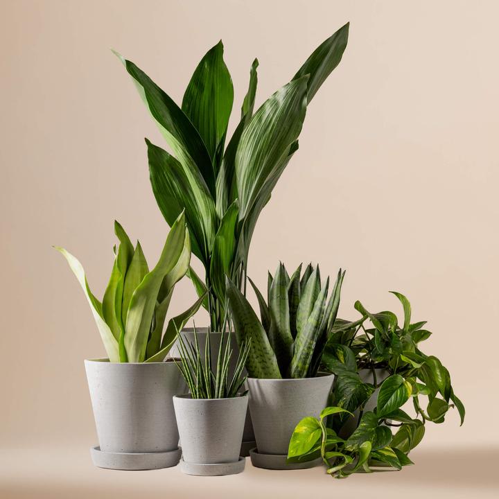 Mary and Plants Office Box con vaso HAY grigio chiaro