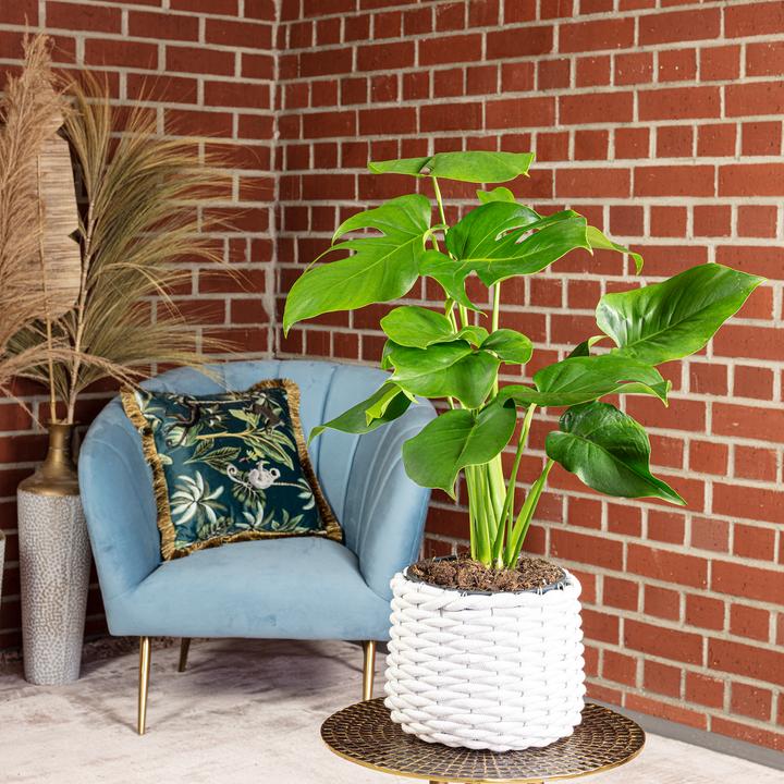 Produktbild Flowerbox Fensterblatt - Monstera Deliciosa (75 cm)