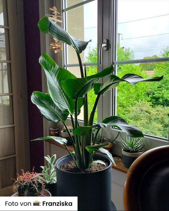 Actual product image feey Strelitzia XL (110 cm, Freshly repotted)