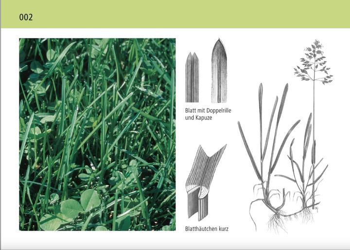 Produktbild Lernkarten Serie 1: Wiesen- und Alpenpflanzen, Tal- und Berggebiet (Deutsch, Stefan Emmenegger, Karl Waser, Walter Dietl)