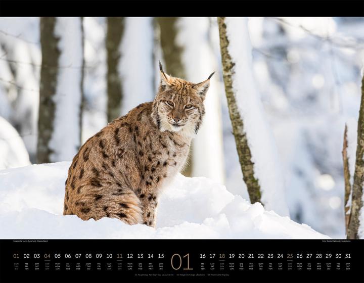 Image du produit Königreich der Katzen Kalender 2026 (54 x 42 cm, Anglais, Français, Allemand)