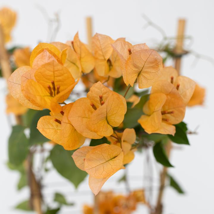 Immagine prodotto Plant in a Box Bougainvillea 'Dania' - (50 cm)