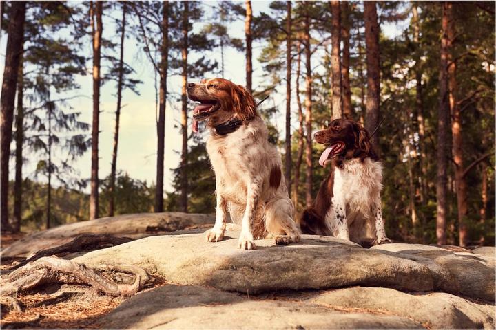 Produktbild Dogtrace GPS X30 Hundeortungsgerät