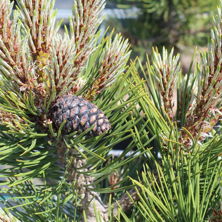 Actual product image Zulauf Zwerg-Schlangenhaut-Kiefer / Pinus heldrei. 'Compact Gem' (40 cm)