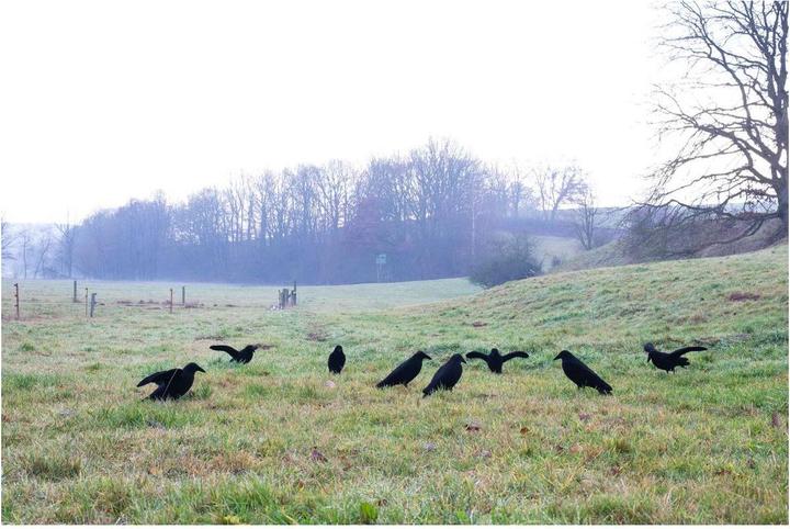 Produktbild Eurohunt Beflockte Lockkrähe mit Flügeln