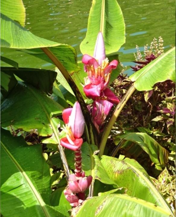 Tropica Banane naine rose (Mus velutina Dwarf Velvet Fingers) (Graines de fruits)