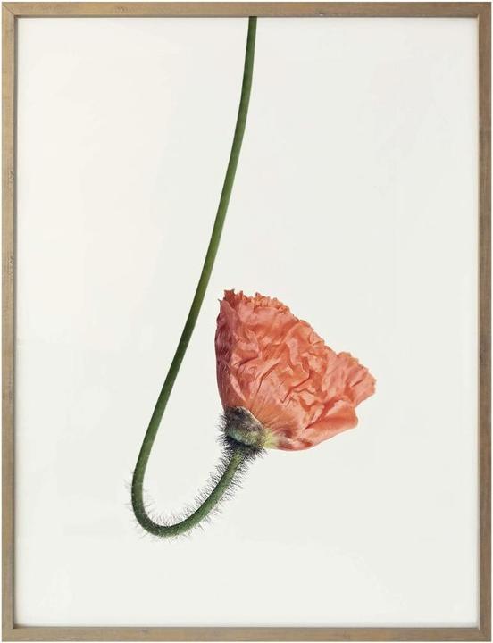 Image du produit Trenddeko La fleur rouge 02 (30 x 40 cm)