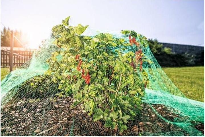 Actual product image Windhager Bird protection net