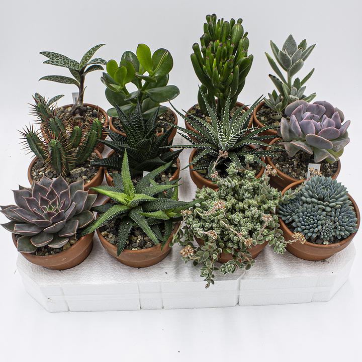 Image du produit Kakteen Gautschi Kit de plantes succulentes (15 cm)