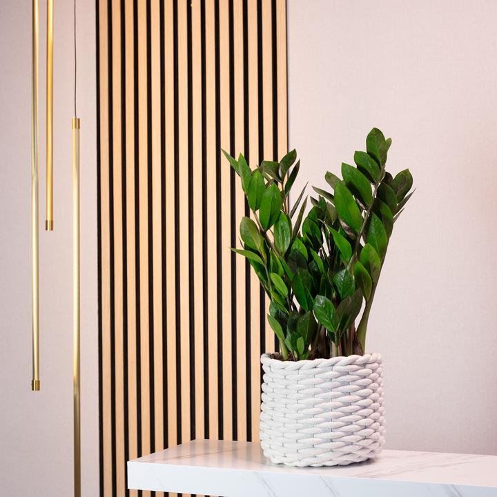 Immagine prodotto Flowerbox Piuma fortunata - Zamioculcas zamiifolia (55 cm)