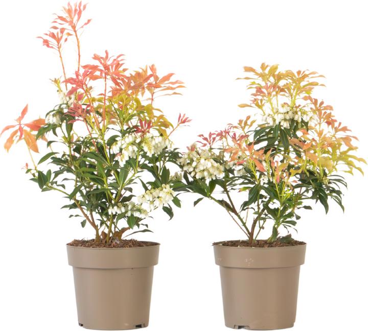 Produktbild Plant in a Box Pieris 'Forest Flame' - 2er Set Schattenglöckchen (25 cm)