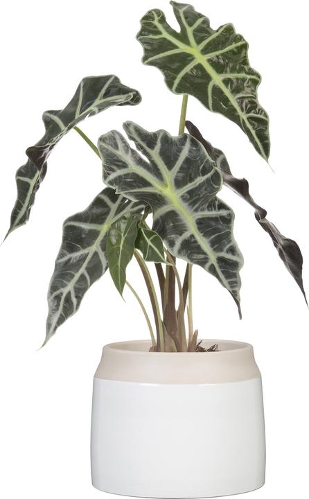 Produktbild Scheurich Blumentopf Blanco 717, 21.9 cm, Weiss, Detailfarbe (21.90 cm)