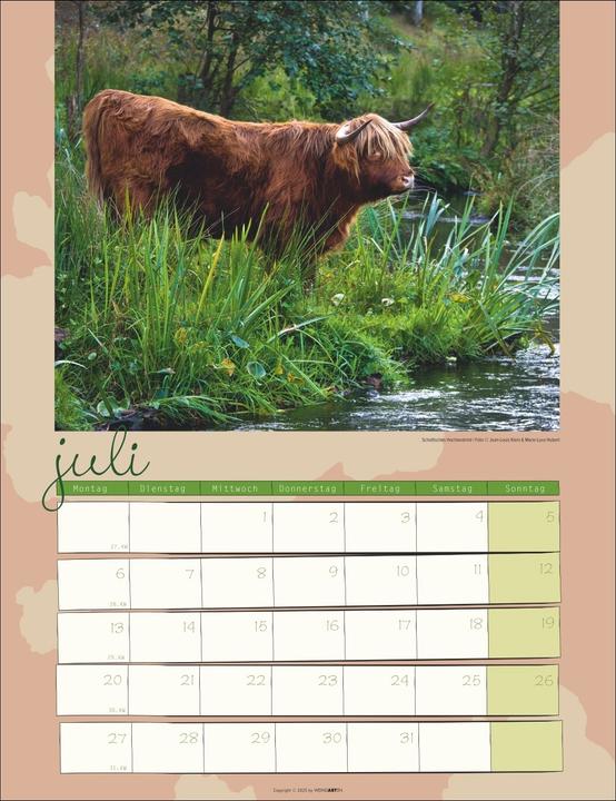 Actual product image Kuh Kalender 2026 (30 x 39 cm, German)