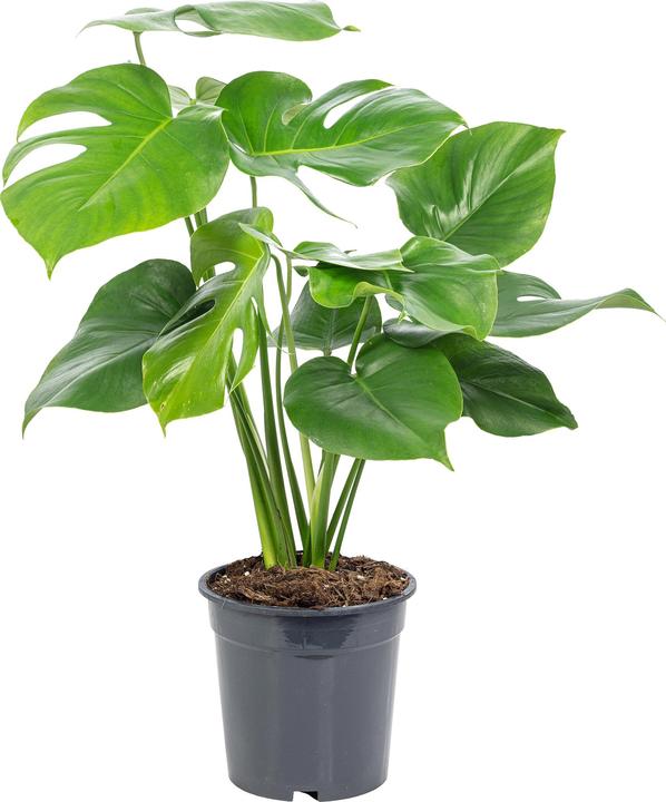 Produktbild Flowerbox Fensterblatt - Monstera Deliciosa (75 cm)