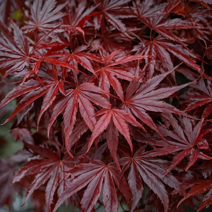 Produktbild Plant in a Box Acer palmatum 'Atropurpureum' - Japanischer Ahorn (35 cm)