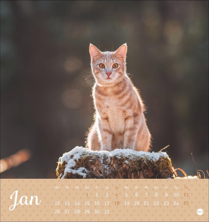 Produktbild Katzen Postkartenkalender Kleine Tiger 2026 (16 x 17 cm, Harter Einband, Deutsch)