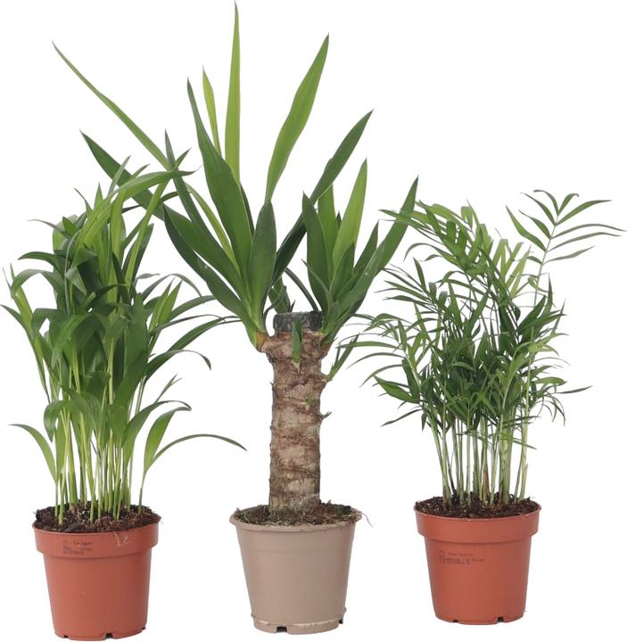 Actual product image Plant in a Box Areca, Chamaedorea, Yucca - 3 mix mini palm tree (25 cm)