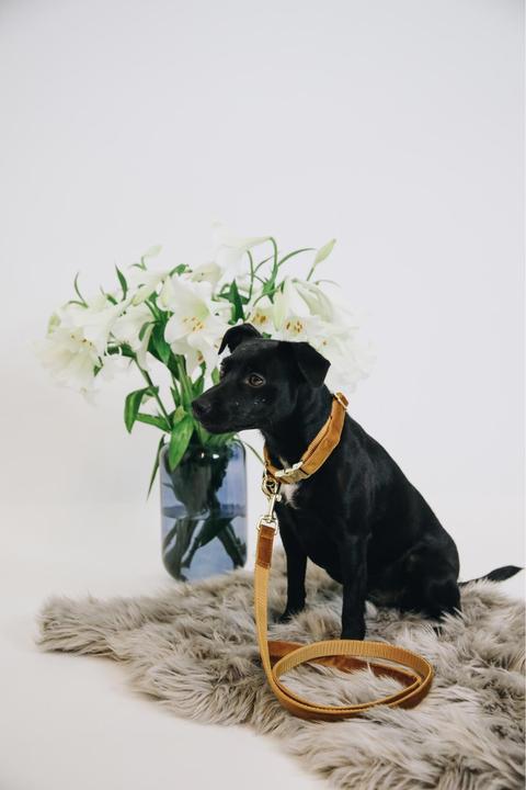 Produktbild Kentucky Dogwear Hundehalsband velvet (L, Hund, Hundesport)