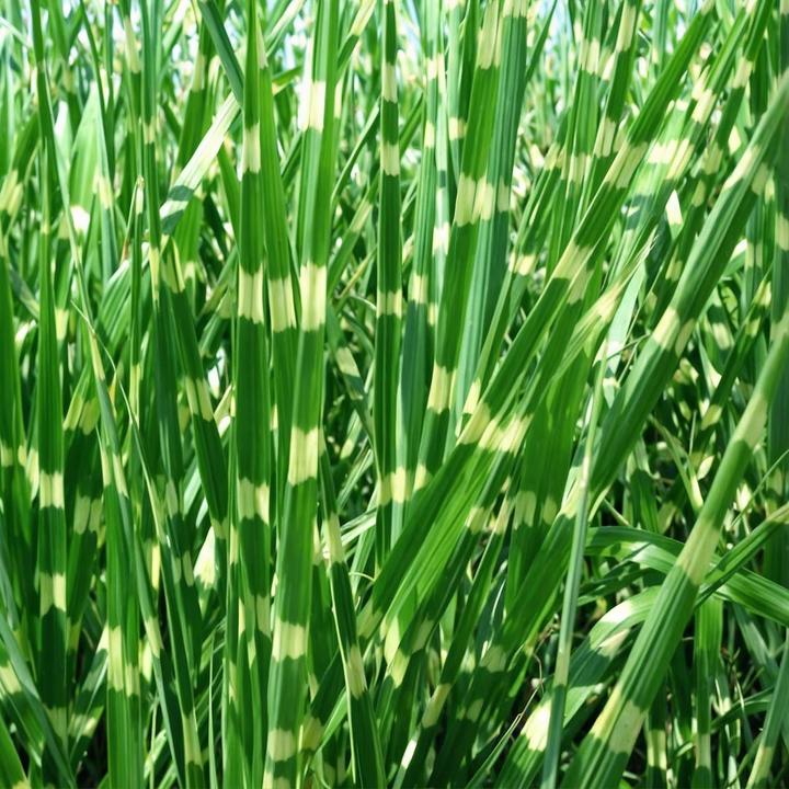 Image du produit Plant in a Box Miscanthus sinensis 'Zebrinus' - Lot de 2 graminées ornementales (20 cm)