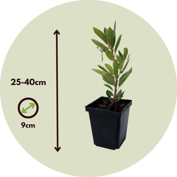 Actual product image Plant in a Box Arbutus Unedo - set of 6 strawberry trees (25 cm)
