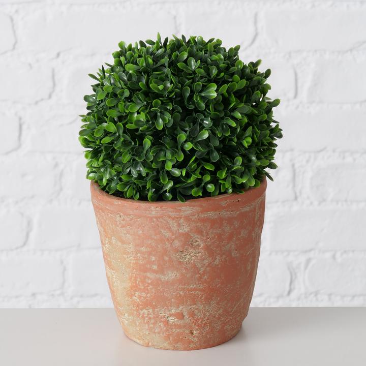 Actual product image Boltze Home Boxwood (24 cm)