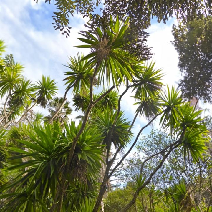 Produktbild Tropica Cordyline - Keulenlilie ( Cordyline indivisa ) (Pflanzensamen)