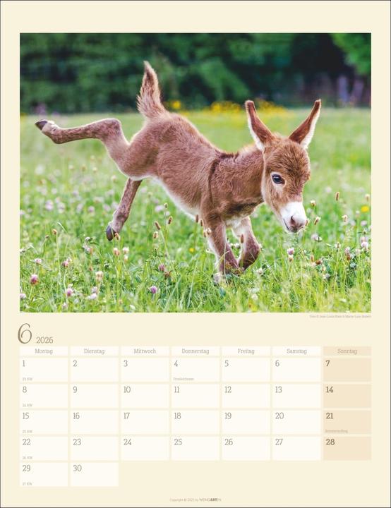 Produktbild Esel Kalender 2026 (30 x 39 cm, Deutsch)