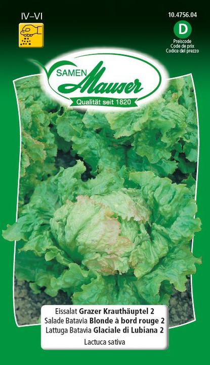 Produktbild Samen Mauser Eissalat Grazer Krauthäuptel 2 (Gemüsesamen)