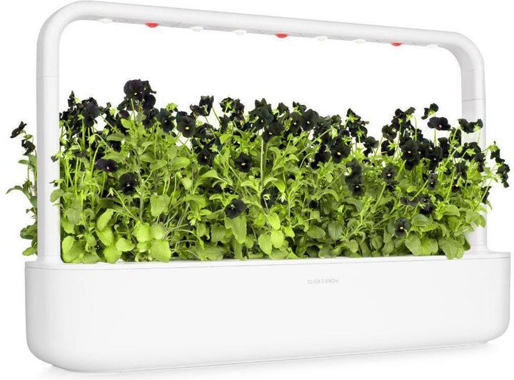 Actual product image Click and Grow Black pansy plant pads (Flower seeds)