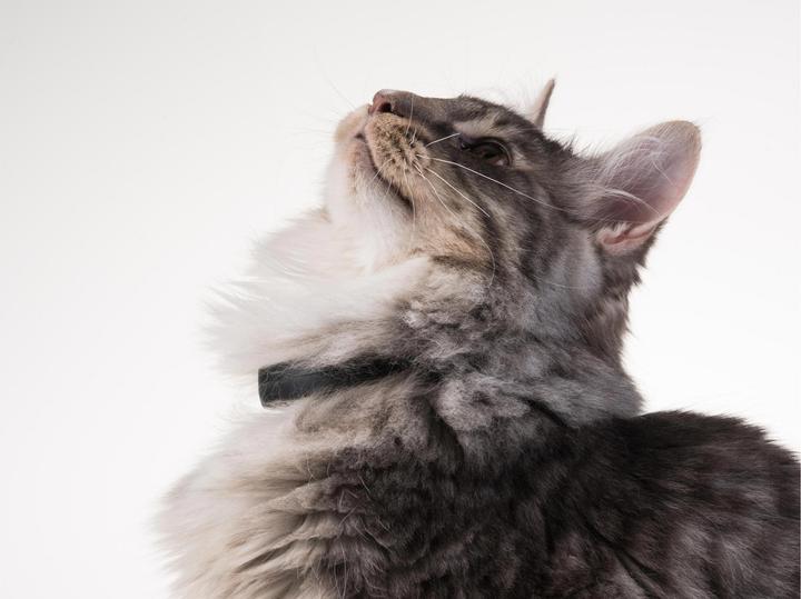 Image du produit PetTracer Dispositif de suivi GPS pour chats (Chat, Général)