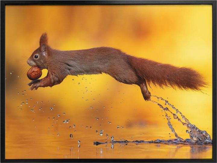 Produktbild Trenddeko van Duijn - Eichhörnchen im Sprung (80 x 60 cm)