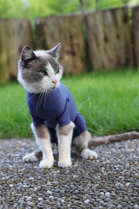 Produktbild Vetmedcare Body Katze (Katze)