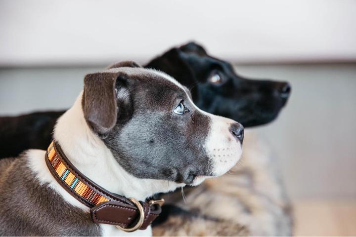 Produktbild Kentucky Dogwear Hundehalsband Handgemacht Pearls (S, Hund)