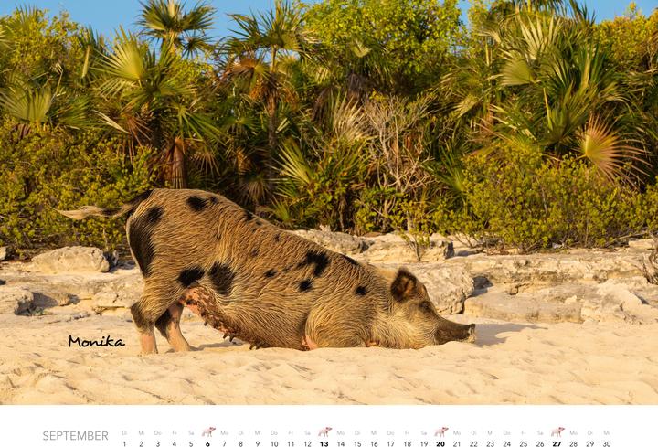 Produktbild Schweine Kalender 2026 (Harter Einband, Deutsch)