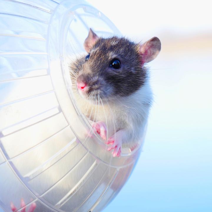 Produktbild Relaxdays Hamsterball