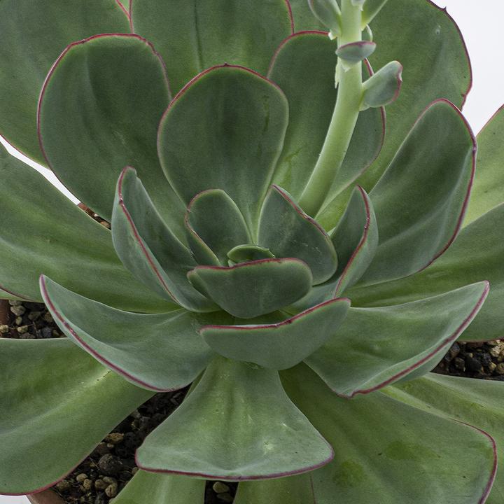 Actual product image Kakteen Gautschi Echeveria gigante verde (25 cm)