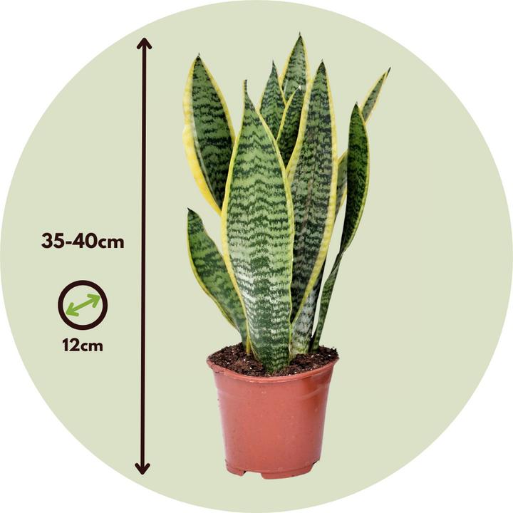 Actual product image Plant in a Box Sansevieria trifasciata 'Futura Superba' - Set of 3 Bow Hemp (35 cm)