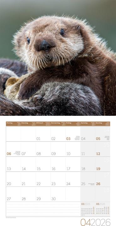 Produktbild Otter Kalender 2026 - 30x30 (30 x 30 cm, Harter Einband, Deutsch)
