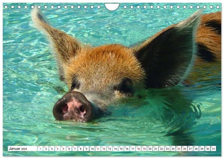 Produktbild Schweine im Dauerurlaub auf den Bahamas! (Wandkalender 2025 DIN A4 quer), Monatskalender (A4, Deutsch)