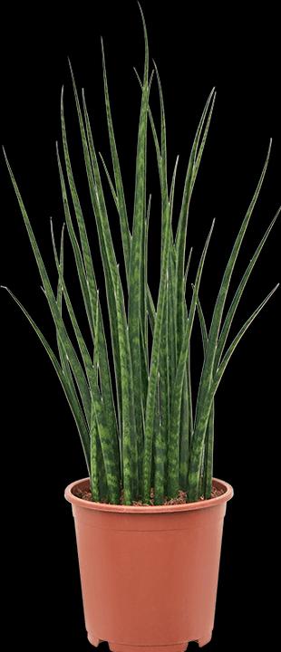 Produktbild Mahaloplants Sansevieria Mikado (25 cm)