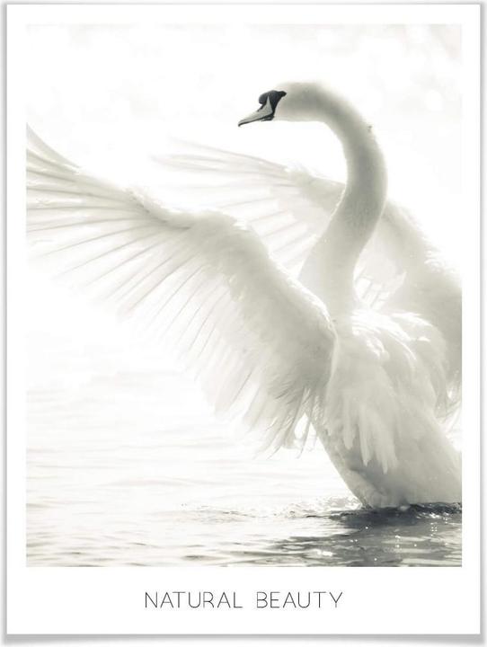 Actual product image Trenddeko Majestic swan - Natural Beauty (100 x 120 cm)