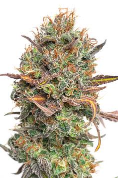 Image du produit JYM's JYMS Seeds Mango Rambo 3pcs (Graines de plantes)