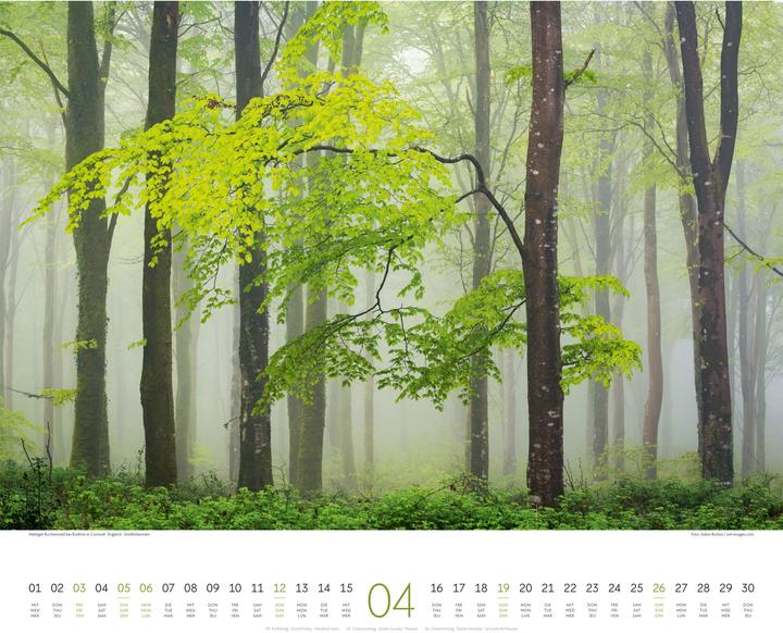 Immagine prodotto Wald Kalender 2026 (54 x 48 cm, Copertina rigida, Tedesco, Francese, Inglese)