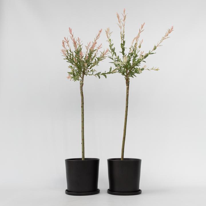 Produktbild Plant in a Box Salix integra 'Flamingo' (100 cm)