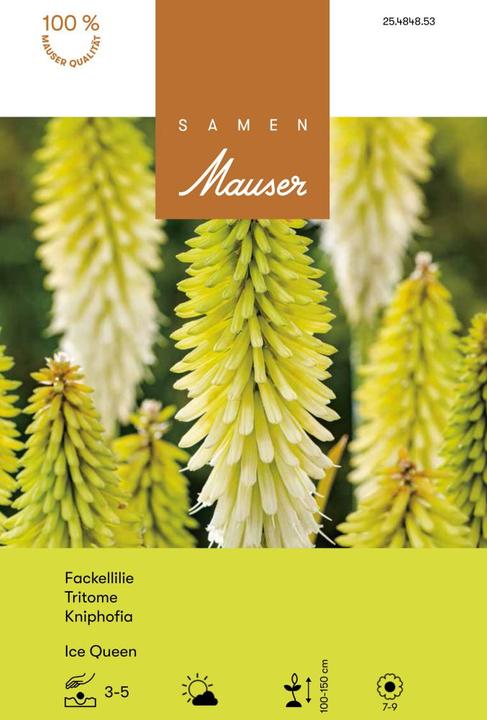 Actual product image Samen Mauser Kniphofia Ice Queen