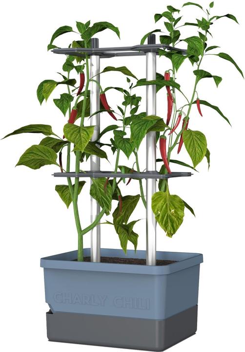 Gusta Garden Charly Chili (35 cm)