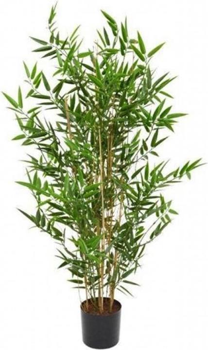 Image du produit Botanic-Haus Bambou japonais (95 cm)