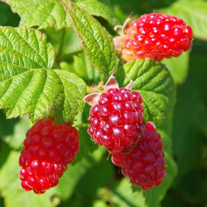 Actual product image Plant in a Box Rubus 'Tayberry' - blackberry and raspberry (25 cm)