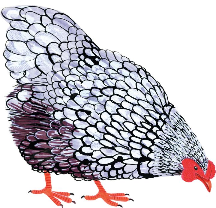 Actual product image Drawing for the Soul (German, Christine Schnappinger, Zo Ingram, 2025)